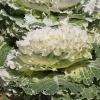 Jardins potagers